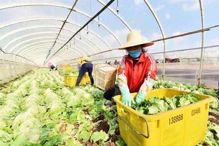 7月昆明适合种什么蔬菜