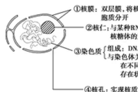 细胞核是双层膜还是单层