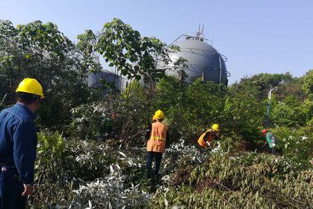 查建设用地树可以砍么