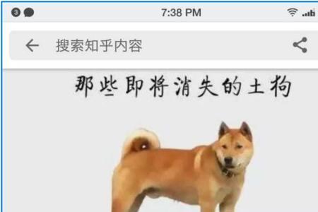 中华田园犬和秋田犬哪个体型大