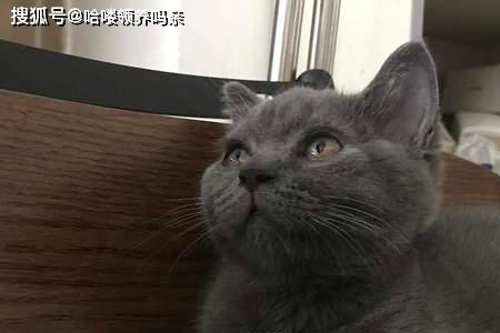 蓝猫为什么总是一脸欠揍的样子