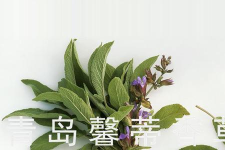 香草能生吃吗