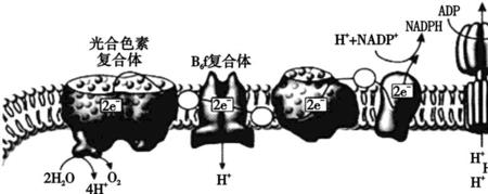 生物的反映形式是什么