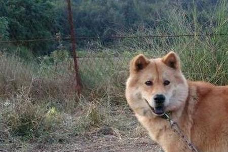 田园犬狩猎年龄