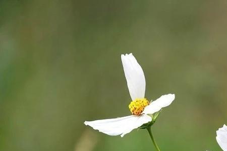 人生如花啥意思