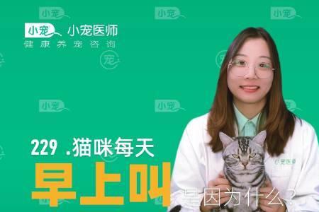 猫咪为什么用鼻音哼哼叫