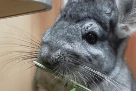 饲养龙猫饮食方面要注意什么