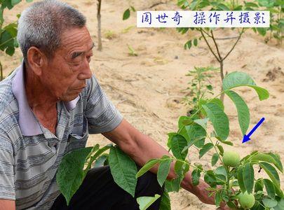 核桃树什么时候砍了再生新芽