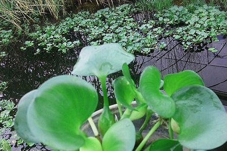 大河水葫芦怎么种