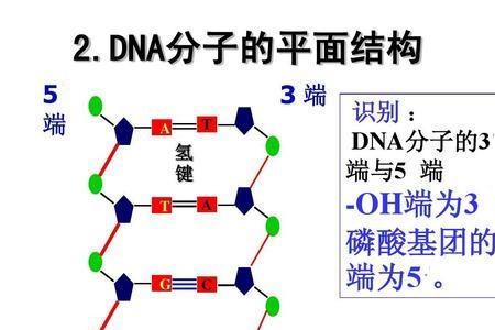 什么是游离分子