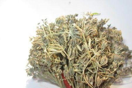 茴香菜是马尾茜吗