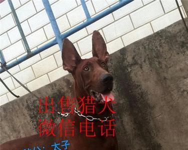 红鼻红狼犬是什么品种