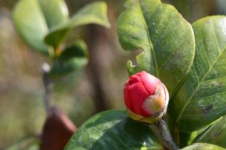 茶花叶腋长的是花蕾吗