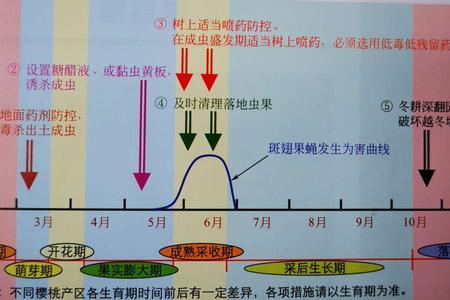 杨桃果蝇的综合防治技术