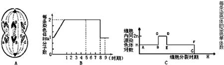 同源染色体对数是什么