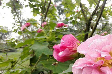 芙蓉花一棵能养几年