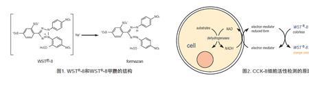 cck8实验的目的