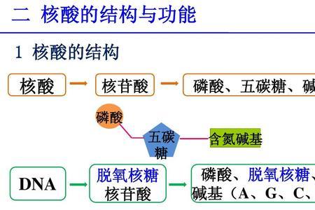 五碳糖和核苷酸的区别