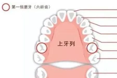 人一生有多少牙不用换