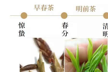 冰岛夏茶和春茶区别