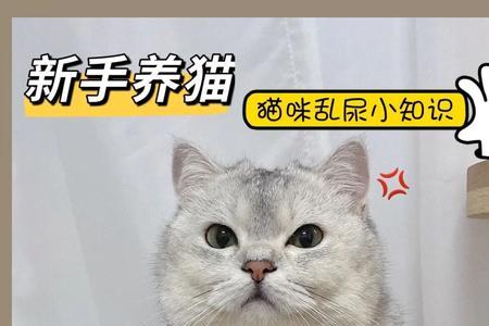 猫尿白色衣服上了怎么清理