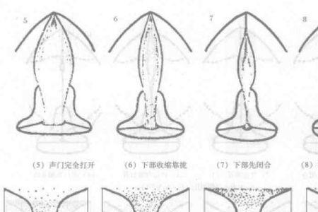 假音和真音混合就是混声