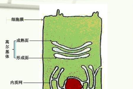 内质网膜结构特点和功能