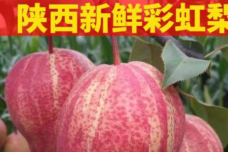 头茬果什么意思