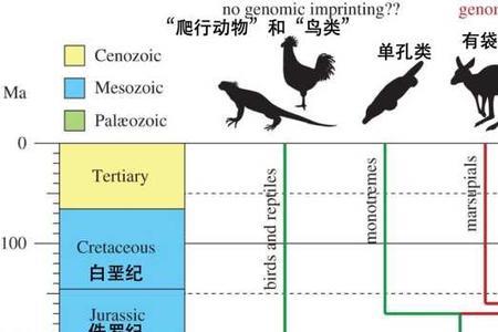 哺乳动物首领是雌性吗