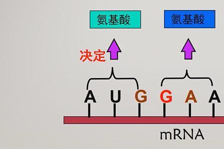 碱基配对原理