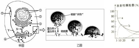 囊泡运输的原理和过程