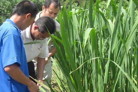 浙江省茭白基地有几个