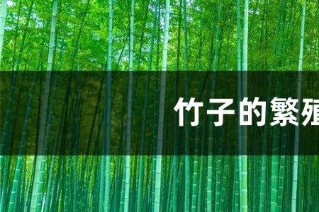 竹子用什么繁殖