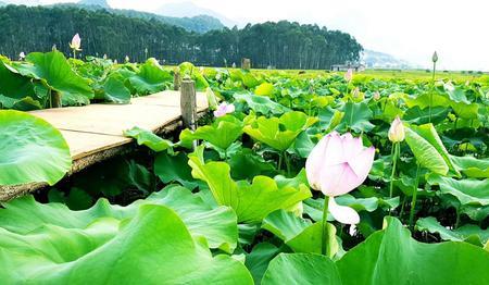 腾冲市荷花湾花海景区要门票吗