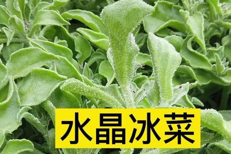 冰菜种植后几天缓苗