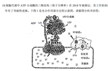 atp合成酶存在于哪里