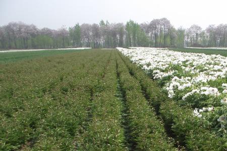 赤芍五笔怎么打