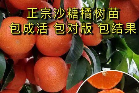 橘子核能种出橘子吗