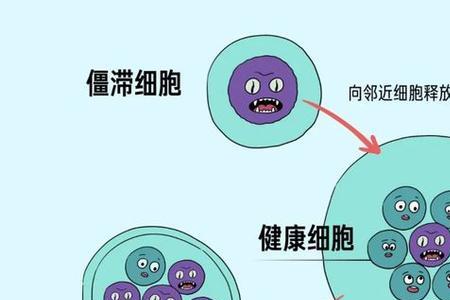 细胞年龄是什么意思