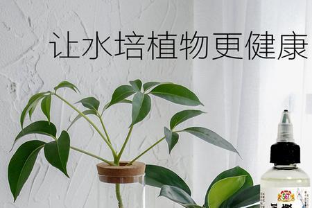 水培植物营养液有毒吗