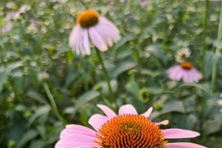 夏天来了菊花开了这首歌原唱