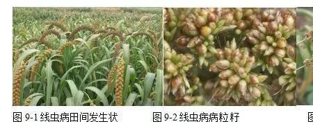 谷子花期能喷施杀菌剂吗