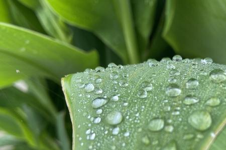 初夏的雨在古代的雅称