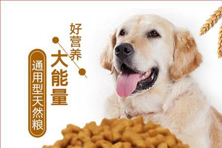 多大泰迪吃成犬粮