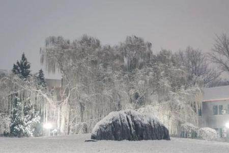 天地初飘雪人间共白头的意思