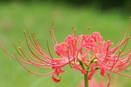 冥花是什么花