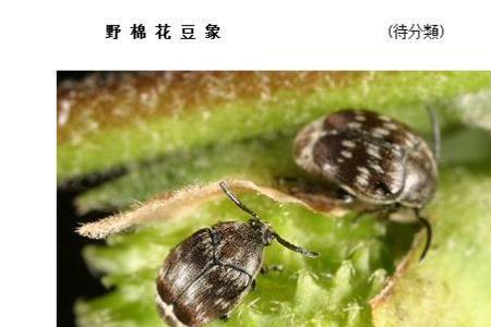 豆象能吃吗