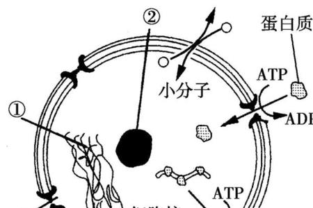 核孔有没有选择透过性