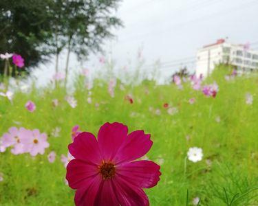 格桑花在北方怎么过冬