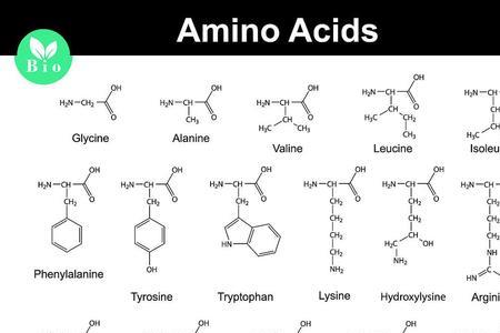 氨基酸怎么做的